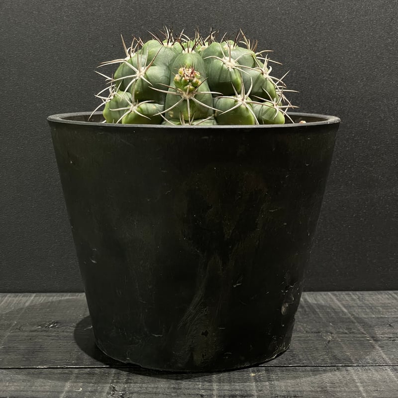 サボテン ギムノカリキウム 黒豹玉 × BLACK PLASTIC POT | 最終的に
