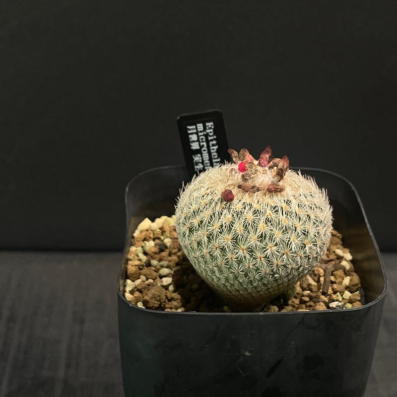 サボテン エピテランサ 月世界 × プラ鉢 | 最終的にサボテン