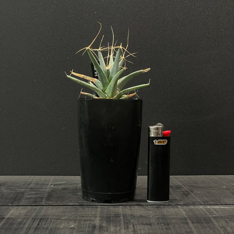 晃山　大株　作家鉢付き　レウクテンベルギア　プリンキピス サボテン レウクテンベルギア・プリンキピス 晃山 × プラ鉢 | 最終的に