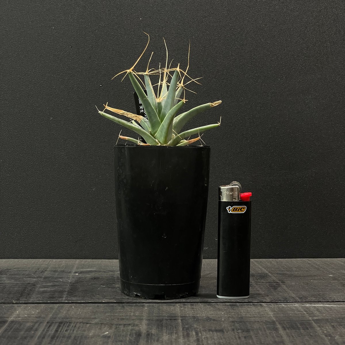 サボテン レウクテンベルギア・プリンキピス 晃山 × プラ鉢 | 最終的に