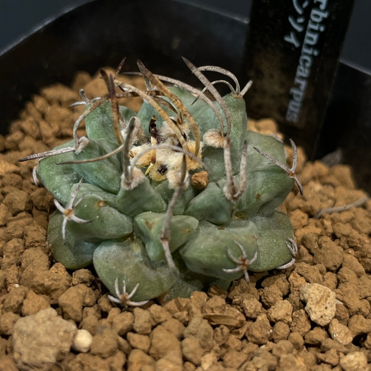 サボテン ツルビニカルプス アロンソイ × プラ鉢 | 最終的にサボテン