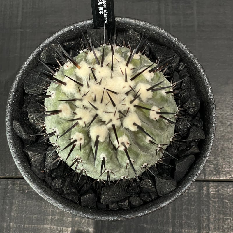 サボテン　コピアポア　短刺　佐野黒王丸　龍神木接ぎ サボテン コピアポア 短刺 佐野黒王丸 龍神木接ぎ