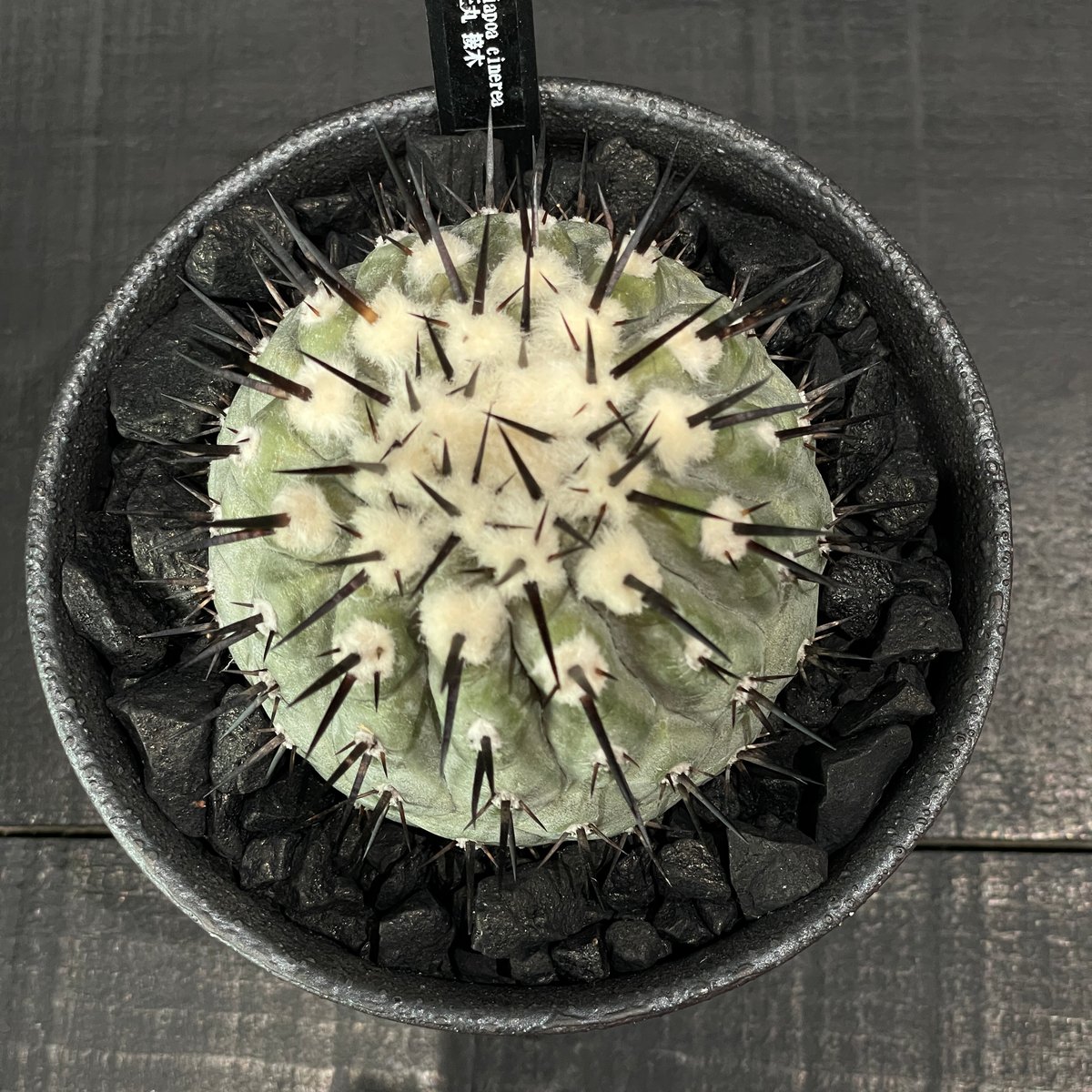 サボテン コピアポア 黒王丸（接ぎ降ろし） × 山元一真 作家鉢