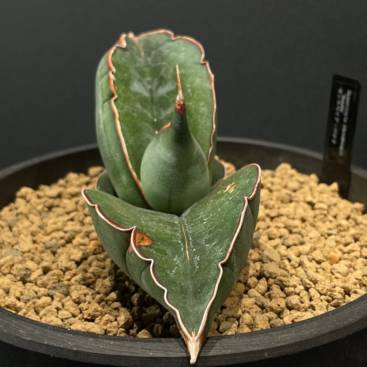 多肉植物 サンスベリア バナナ × BLACK PLASTIC POT | 最終的に