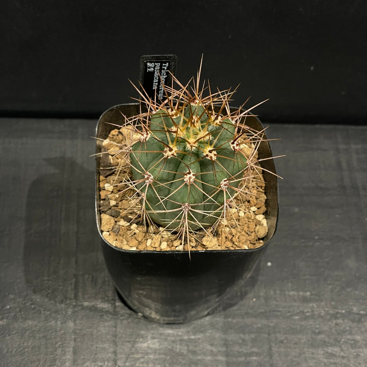 サボテン♡バスケット サボテン トリコケレウス パサカナ × プラ鉢 | 最終的にサボテン