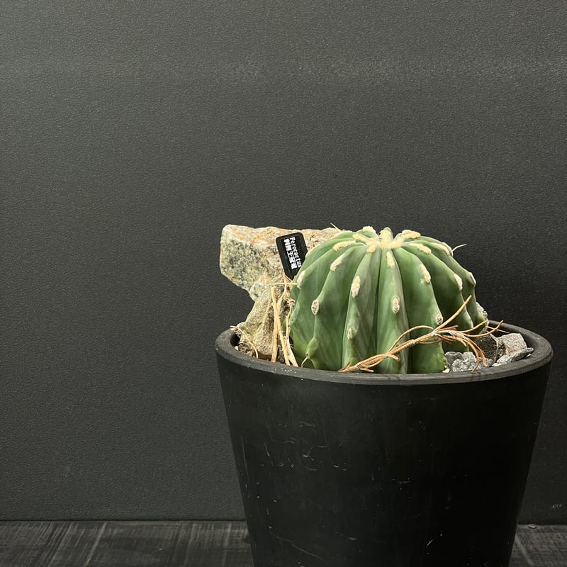 【４分頭】棘無王冠竜【王冠竜（フェロカクタス属）の突然変異種】【サボテン】 d239367bf9ccfb459d0628d3944eac