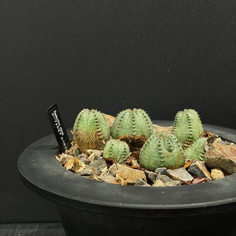 STORES コーデックスの検索結果