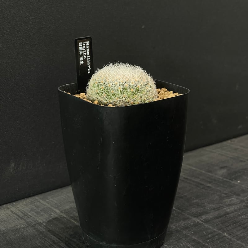 サボテン マミラリア 白絹丸 × プラ鉢 | 最終的にサボテン オンライン