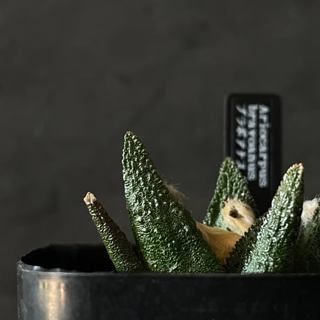 アリオカルプス | STORES
