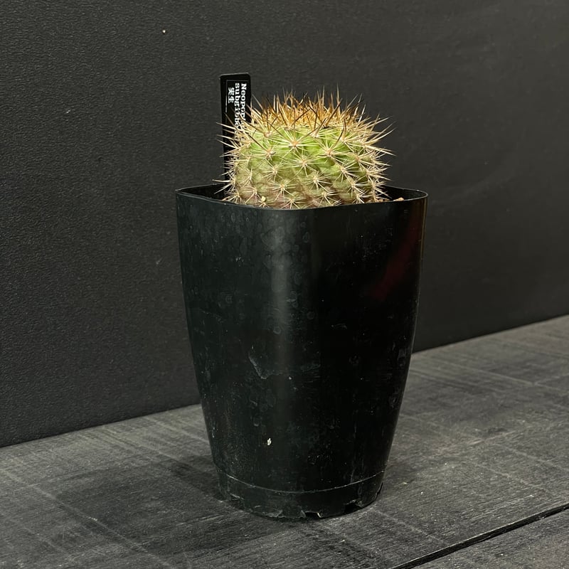 サボテン エリオシケ（旧ネオポルテリア) サブギボサ × プラ鉢 | 最終