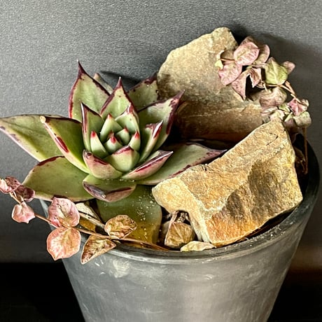 多肉植物 エボニー 抜き苗♡ 【公式通販】