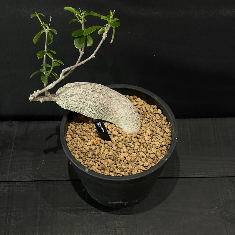 塊根植物 フォッケア エデュリス 火星人 × BLACK PLASTIC POT | 最終的
