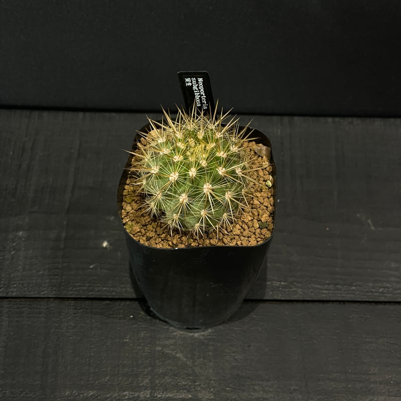 サボテン サボテン寄せ植え（大） | 奇木怪塊