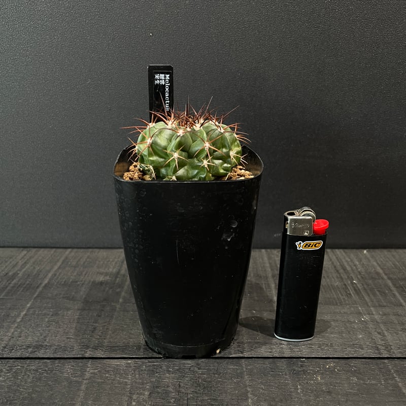 サボテン メロカクタス 層雲 × プラ鉢 | 最終的にサボテン オンライン