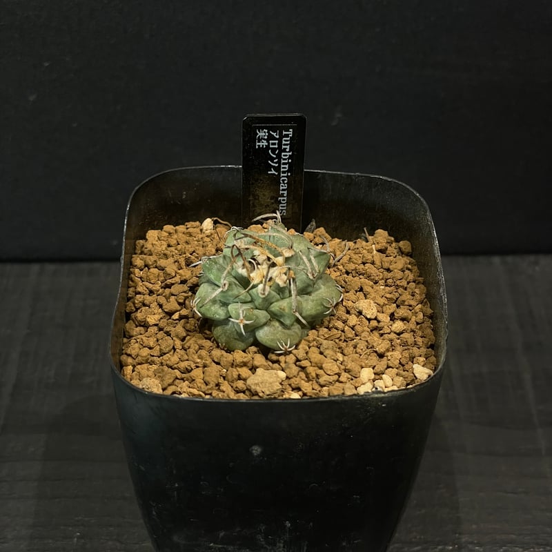 サボテン ツルビニカルプス アロンソイ × プラ鉢 | 最終的にサボテン