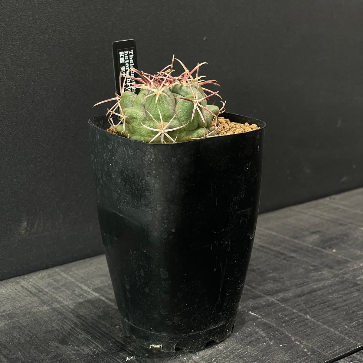 サボテン テロカクタス 紅鷹 × プラ鉢 | 最終的にサボテン オンライン