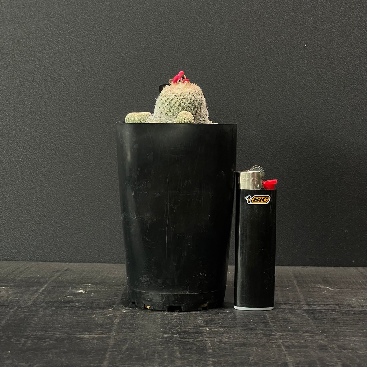 サボテン エピテランサ 月世界sb63 × プラ鉢 | 最終的にサボテン