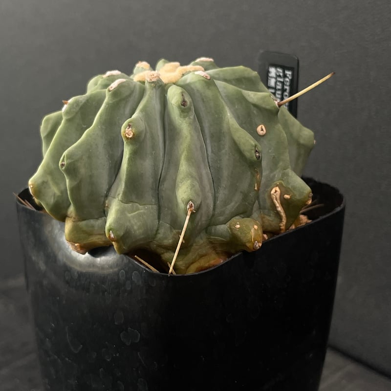 フェロカクタス　棘無王冠竜 chanet_350530