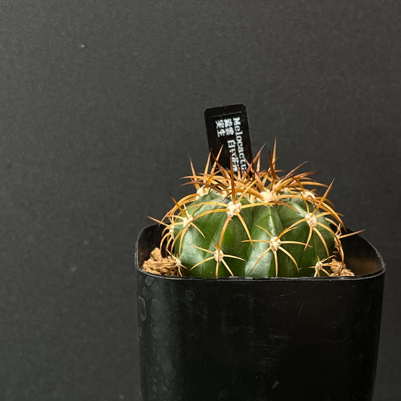 サボテン メロカクタス 流雲 × プラ鉢 | 最終的にサボテン オンライン