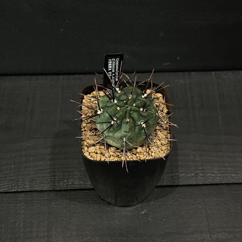 サボテン ギムノカリキウム 大型鬼胆丸 × プラ鉢 | 最終的に