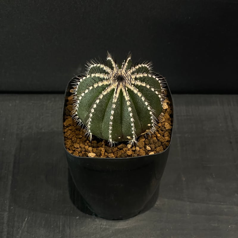 サボテン ユーベルマニア ペクチニフェラ × プラ鉢 | 最終的にサボテン