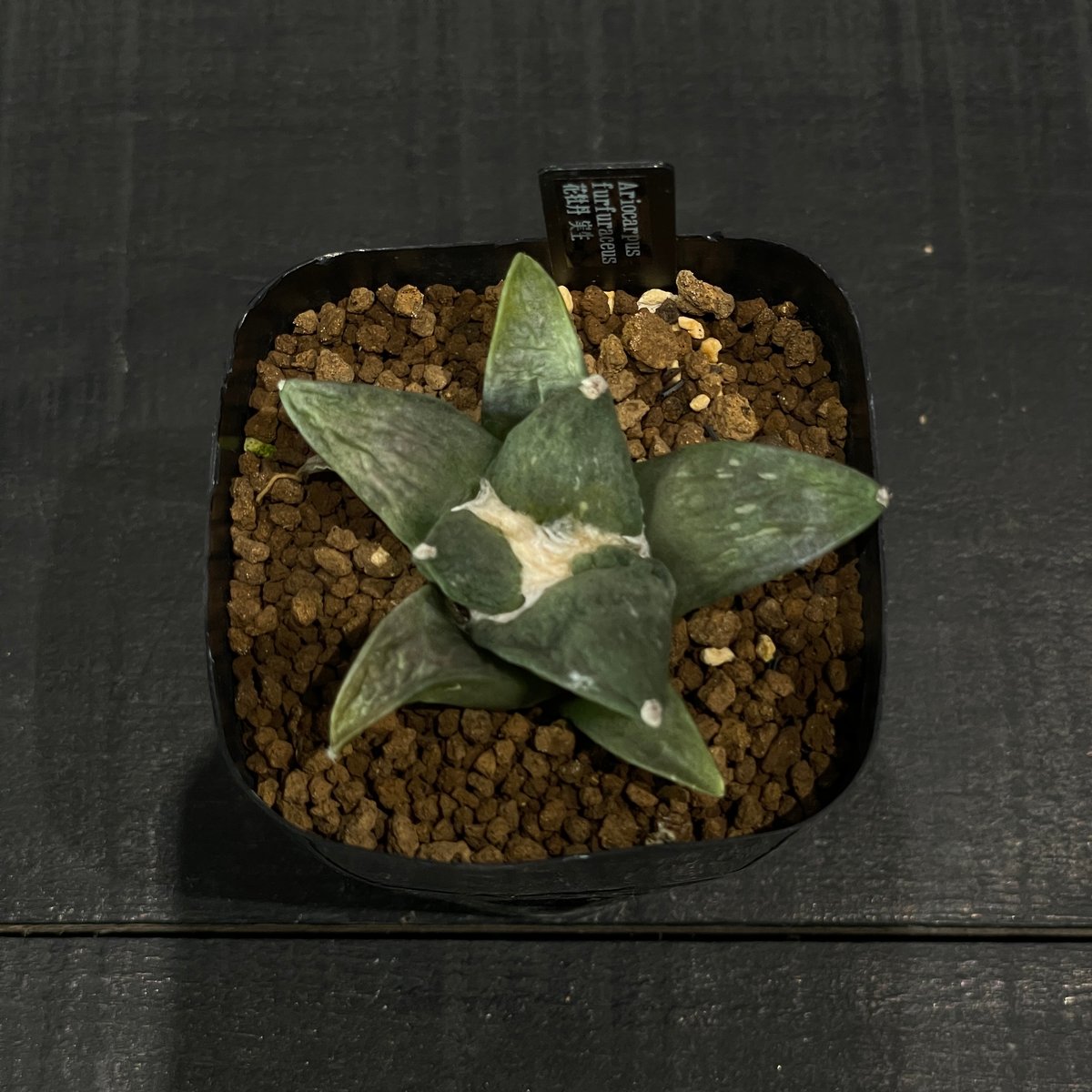 サボテン アリオカルプス 花牡丹 × プラ鉢 | 最終的にサボテン