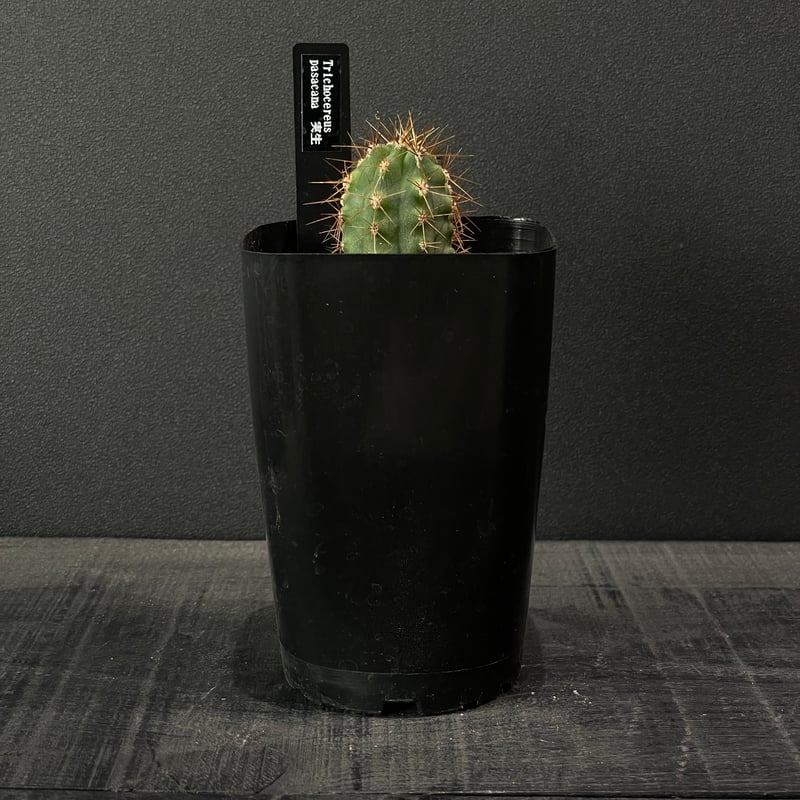 サボテン トリコケレウス 黄鷹 × プラ鉢 | 最終的にサボテン