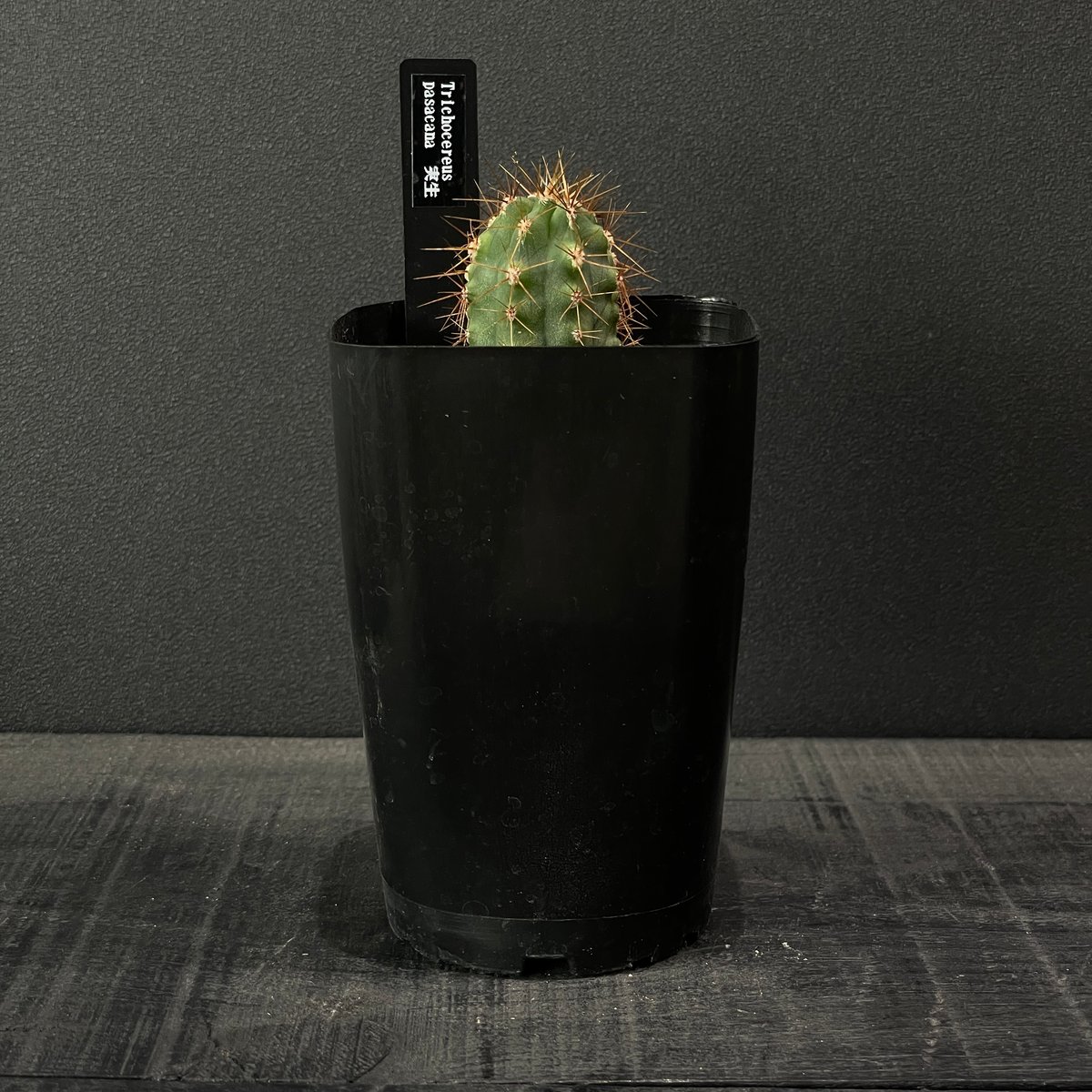 サボテン トリコケレウス 黄鷹 × プラ鉢 | 最終的にサボテン