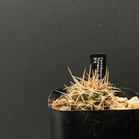 サボテン ロフォフォラ 品種不明 綴化（未開花球）× 山元一真 陶器鉢