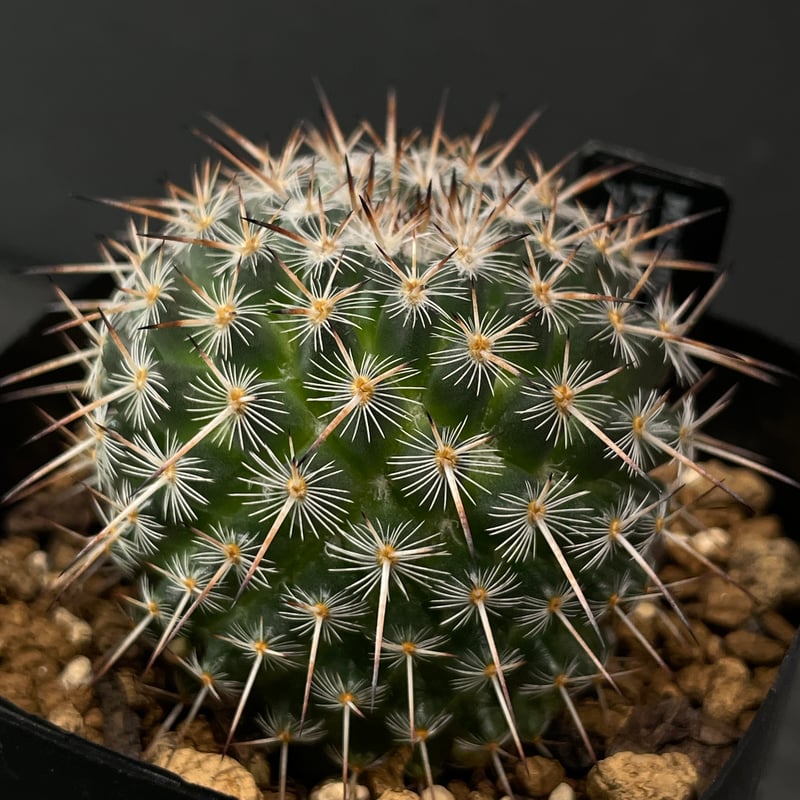 サボテン マミラリア アザラシ × プラ鉢 | 最終的にサボテン