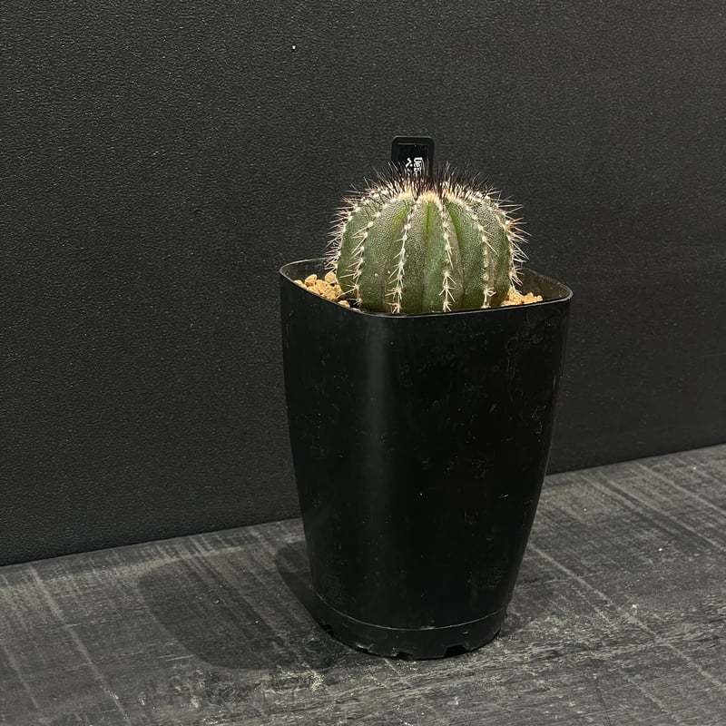 サボテン ユーベルマニア ペクチニフェラ × プラ鉢 | 最終的にサボテン