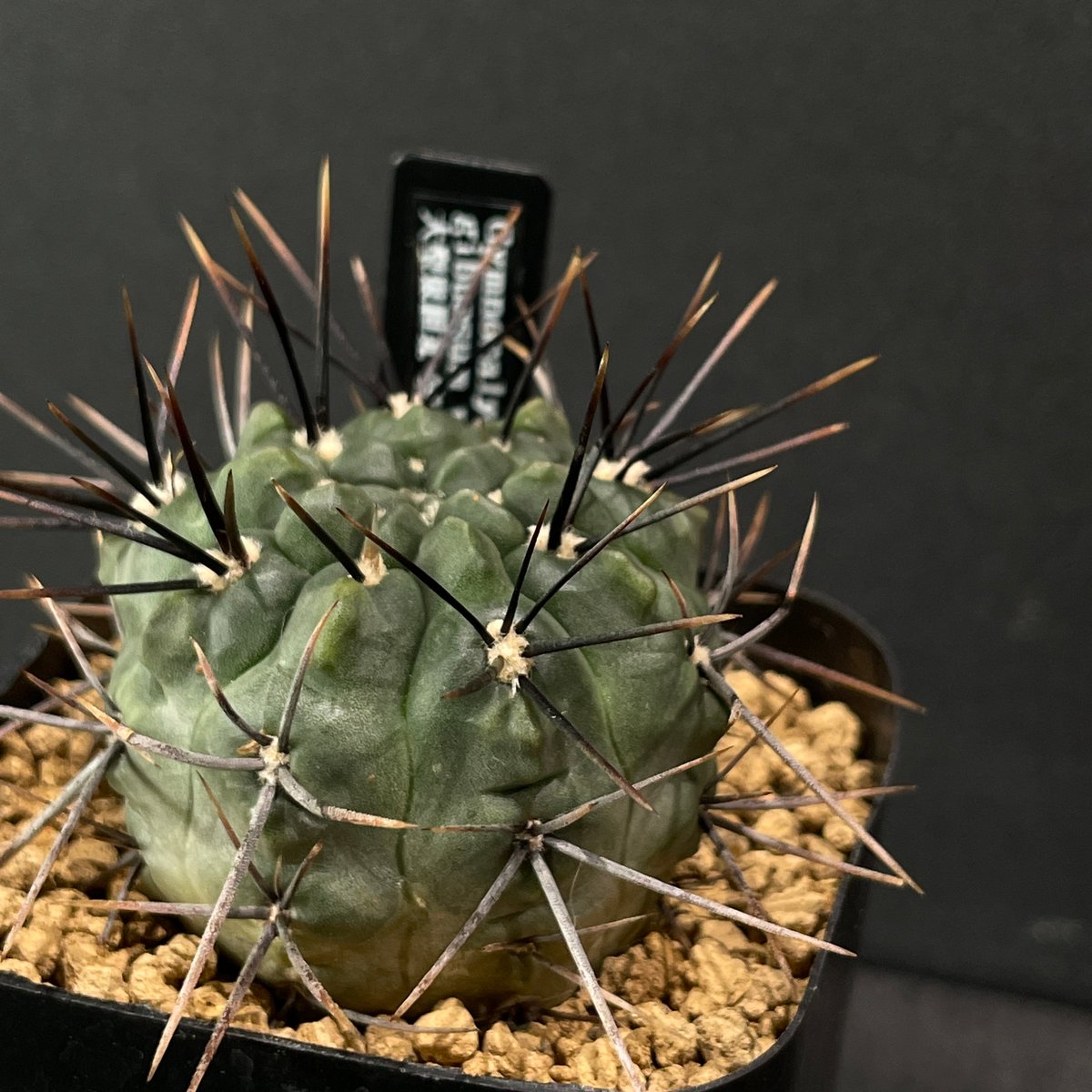 大株 サボテン ギムノカリキウム 黒豹玉 実生 ※鉢のまま発送 Amazon.co.jp: サボテン：ギムノカリキウム 黒豹玉 実生*幅4.5