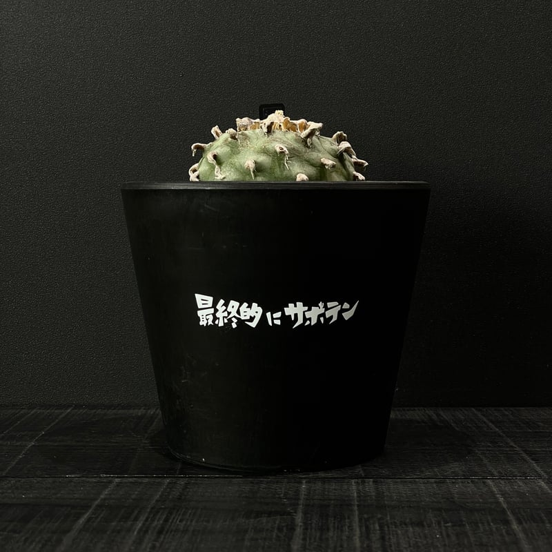 サボテン ロフォフォラ 翠冠玉 × BLACK PLASTIC POT（ロゴ入り