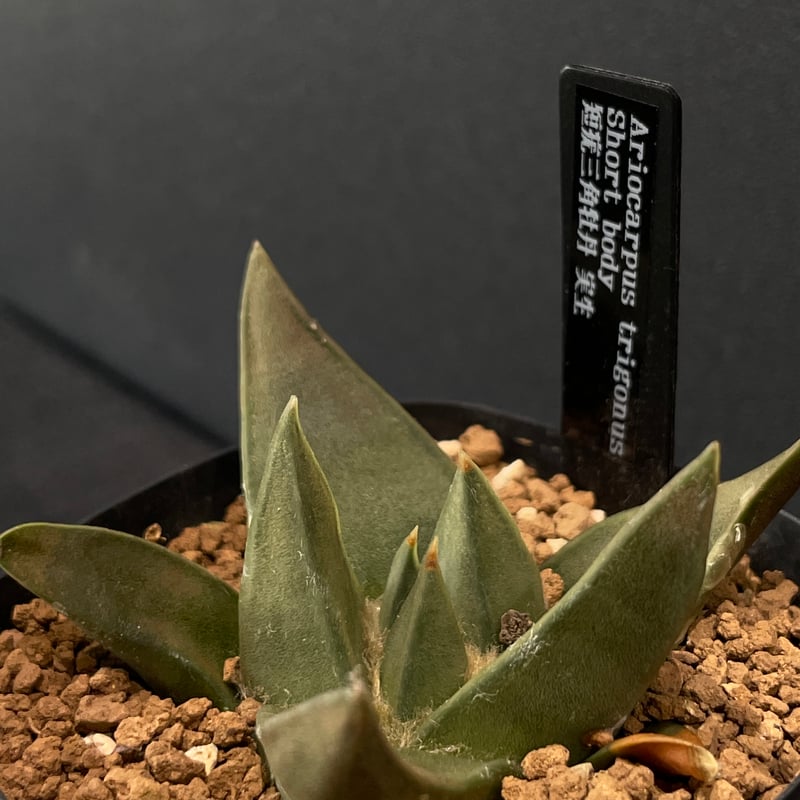 サボテン　アリオカルプス　花牡丹、国内繁殖株、疣 b4891926ba97fb8a1ddbd6062be8a6