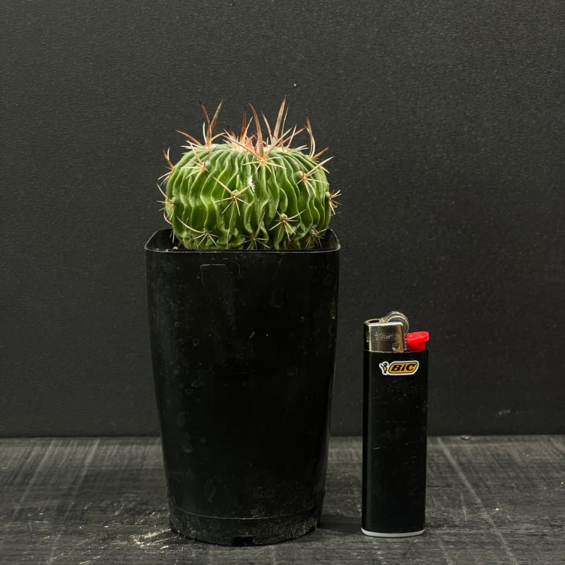 サボテン エキノフォスロカクタス 振武玉×千波万波 × プラ鉢 | 最終的