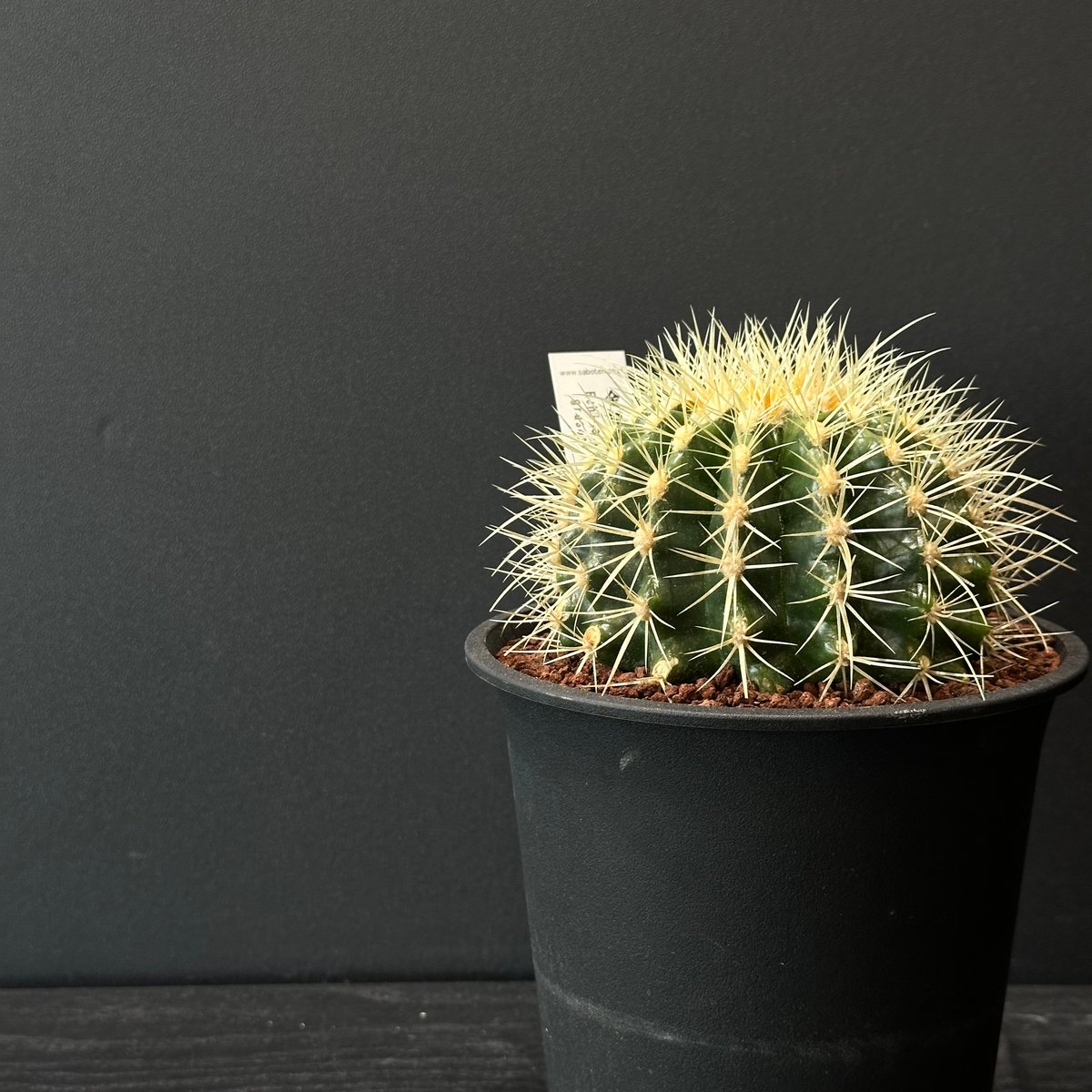 ゆうぽん 樹齢50年以上 特大 金鯱サボテン 送料負担 サボテン 特大 金鯱 キンシャチ