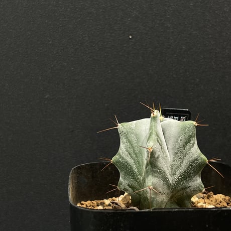 セリウス スピラリス サボテン セレウス スピラリス 8寸 3番 サボテン