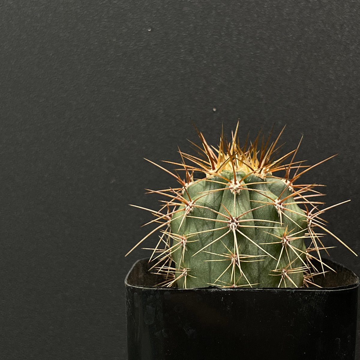 サボテン トリコケレウス パサカナ × プラ鉢 | 最終的にサボテン