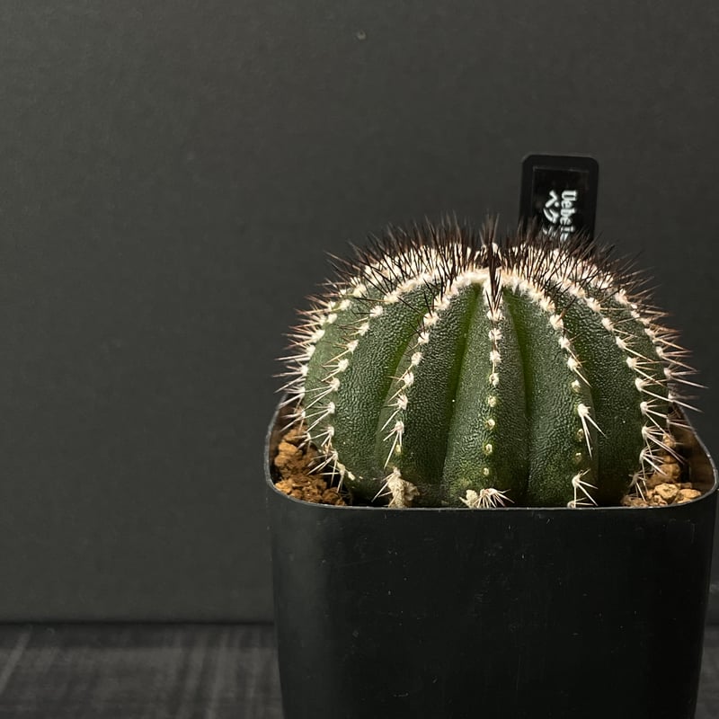 サボテン ユーベルマニア ペクチニフェラ × プラ鉢 | 最終的にサボテン