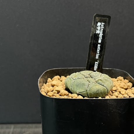 ドライガーデン | STORES