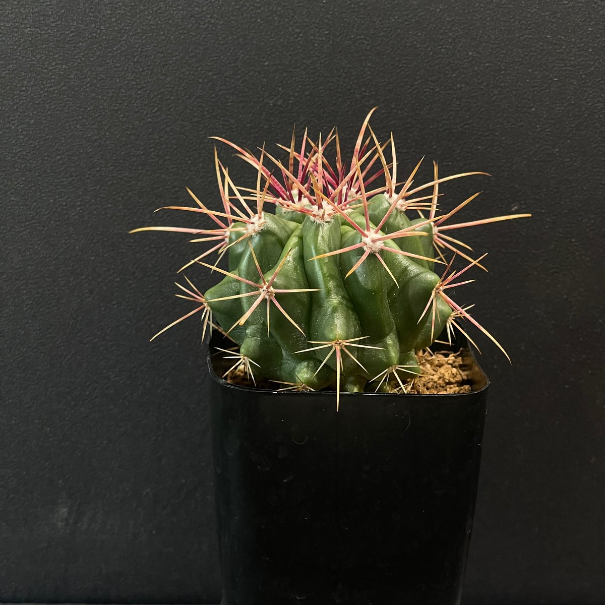 サボテン フェロカクタス 赤鳳 × プラ鉢 | 最終的にサボテン