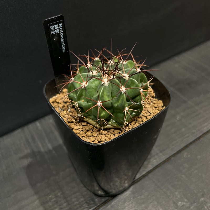 サボテン メロカクタス 層雲 × プラ鉢 | 最終的にサボテン オンライン