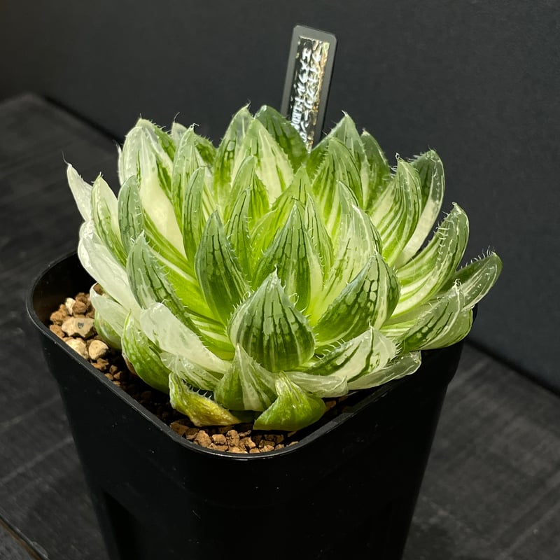 多肉植物 ハオルチア エメラルドLED錦 × プラ鉢 | 最終的にサボテン