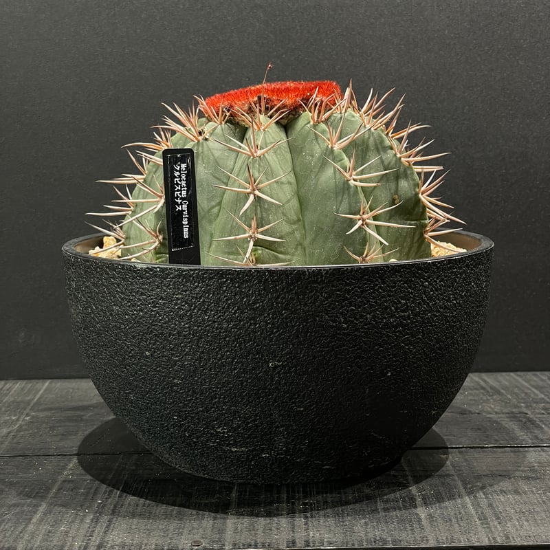 サボテン メロカクタス クルビスピナス × 樹脂鉢 | 最終的に