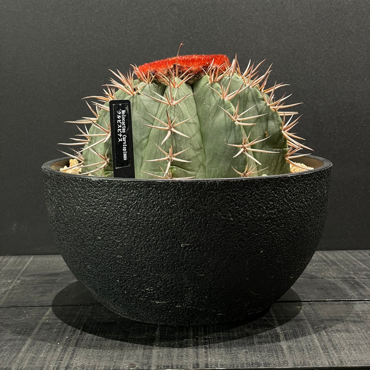 サボテン メロカクタス クルビスピナス × 樹脂鉢 | 最終的にサボテン