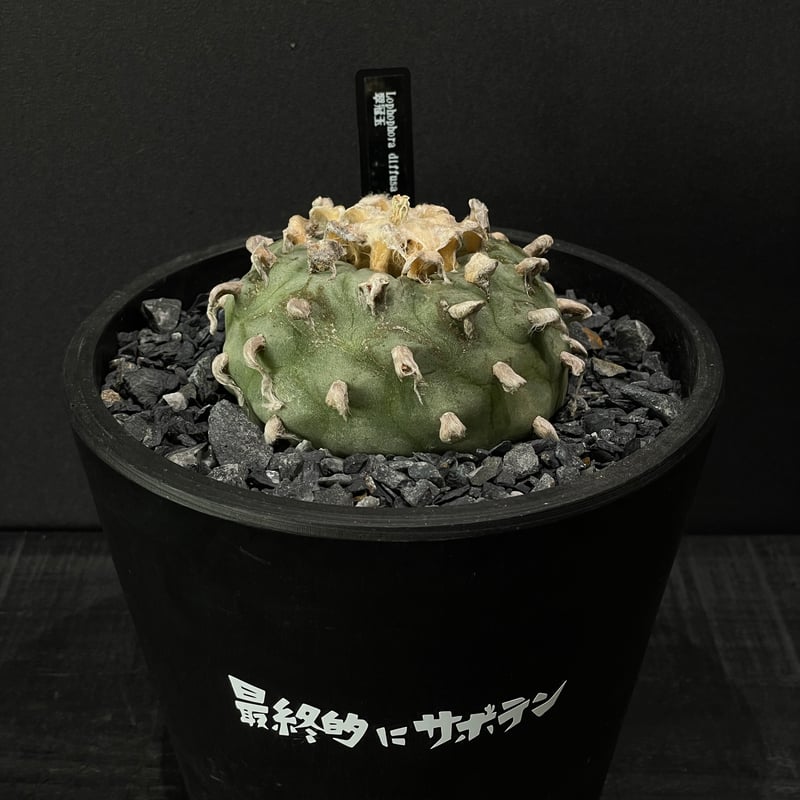 レア種❗️ 有棘烏羽玉　　ロフォフォラ　ヨールダニアナ　(検索　銀冠玉　翠冠玉 サボテン ロフォフォラ 翠冠玉 × BLACK PLASTIC POT（ロゴ入り