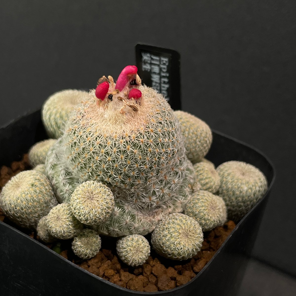 サボテン 柱サボテン 2個セット 鬼面角 ブランチ 多肉植物 ドライガーデン ミニ