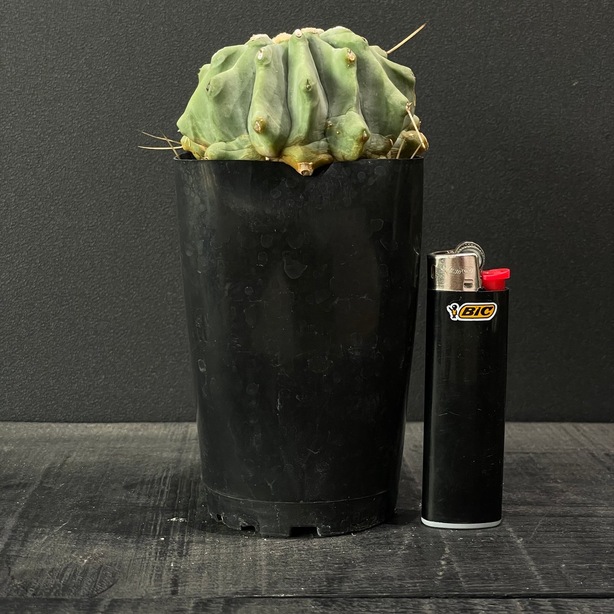 サボテン フェロカクタス 棘無し王冠竜 × プラ鉢 | 最終的にサボテン