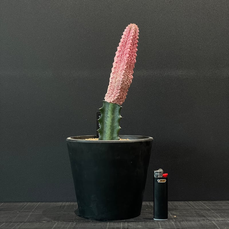 コーデックス ユーフォルビア アブデルクリ ”ダマスク” 接ぎ木 × BLACK