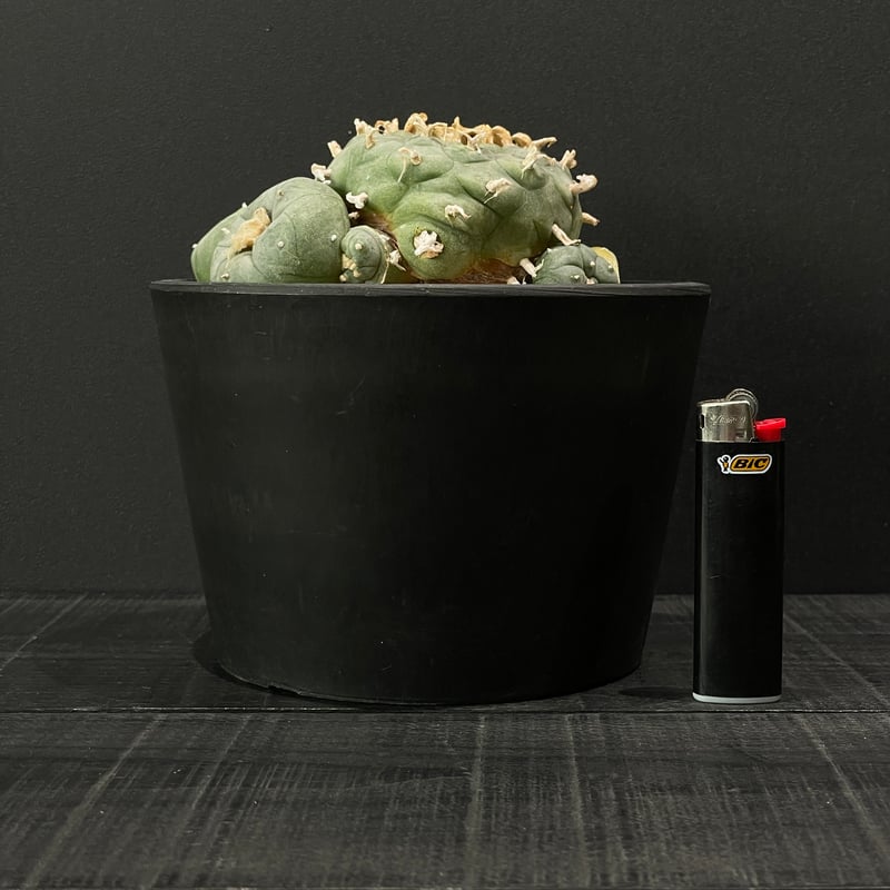 サボテン ロフォフォラ 烏羽玉 × BLACK PLASTIC POT | 最終的に